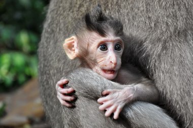 maymun bebek (macaca fascicularis). Bali, Endonezya.