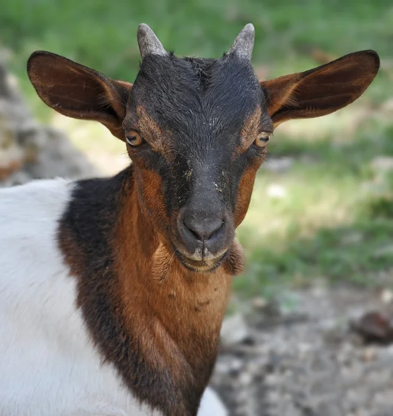 Портрет козы на зеленом лугу — стоковое фото