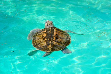 Kemp'in ridley turtle lora Karayip Denizi Yüzme