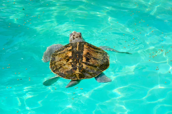 Kemp's ridley turtle lora swimming in caribbean sea — Stock Photo, Image