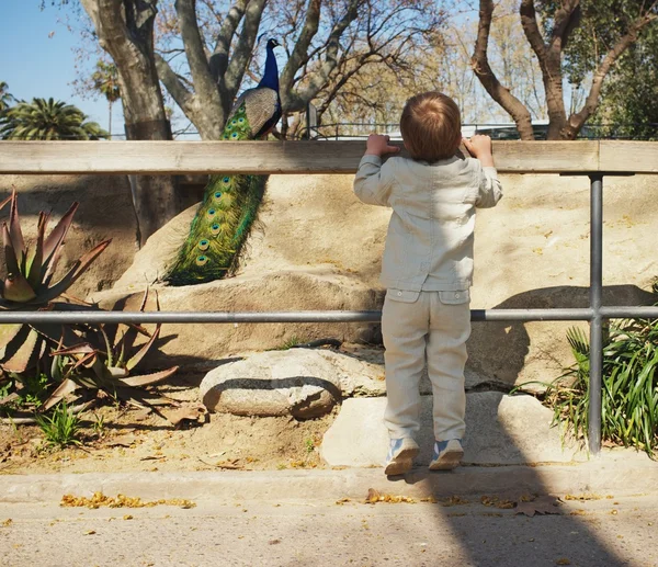 Garçon regardant paon dans un zoo — Photo