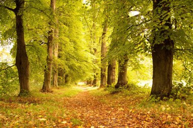 Alley in a autumn forest. clipart