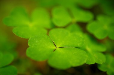 Beautiful green leaves close-up. clipart