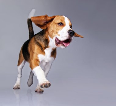 Beagle dog clipart