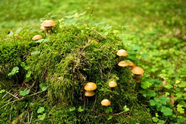 Many mushrooms growing in a forest. clipart