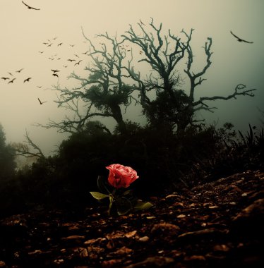 Red rose growing through soil against spooky tree clipart