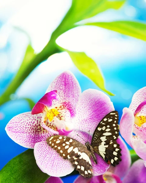 Бабочка сидит на цветке орхидеи — стоковое фото