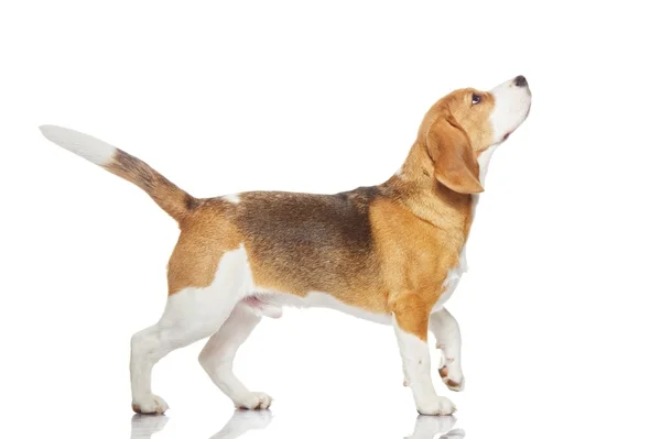 Beagle-valp – stockfoto