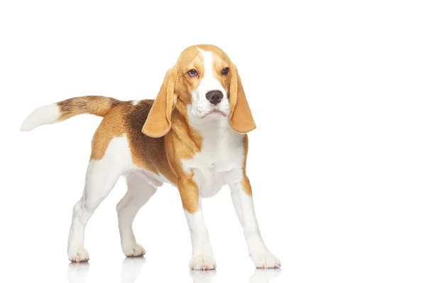 Beagle-valp – stockfoto