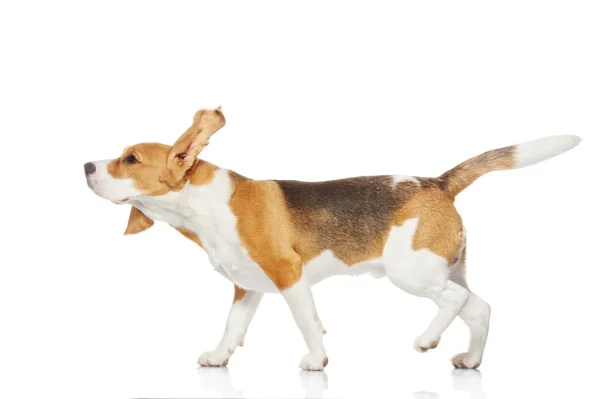 Beagle valp — Stockfoto