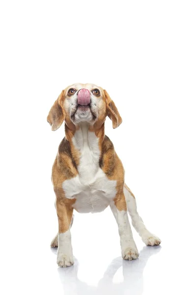 Beagle hund — Stockfoto