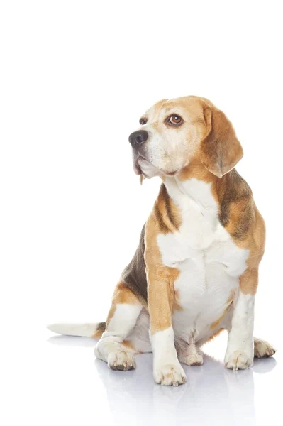 Perro Beagle —  Fotos de Stock