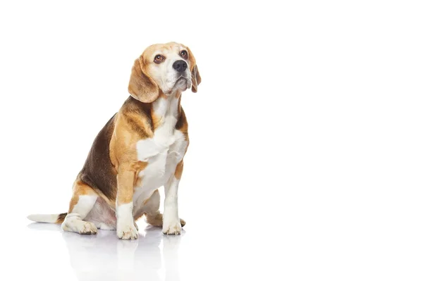 Beagle köpek — Stok fotoğraf