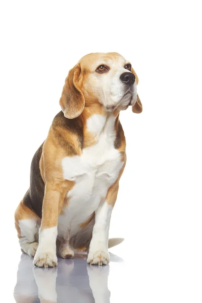 Cane Beagle — Foto Stock