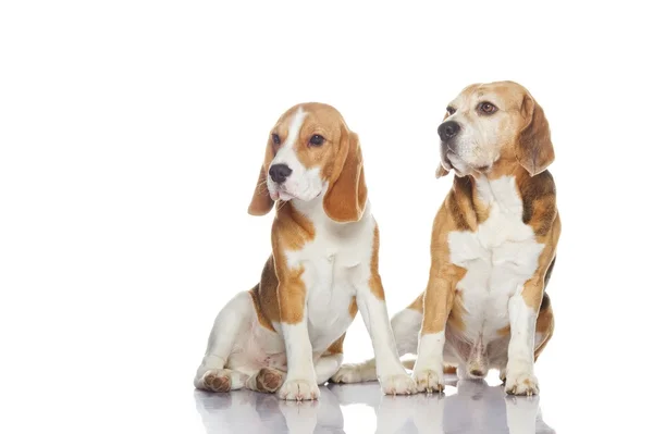 Dwa psy beagle — Zdjęcie stockowe