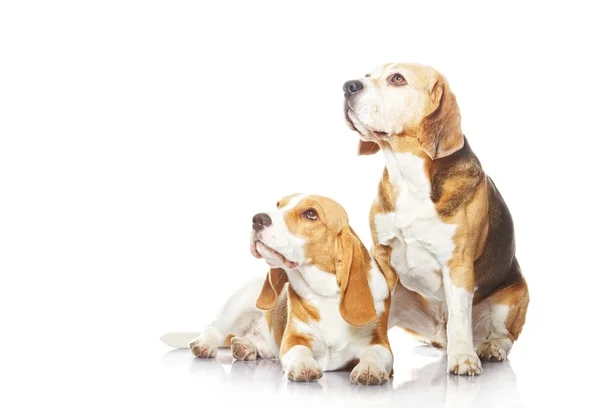 Iki beagle köpek — Stok fotoğraf
