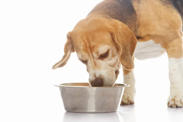 stock image Beagle dog