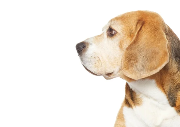 Pes Beagle — Stock fotografie