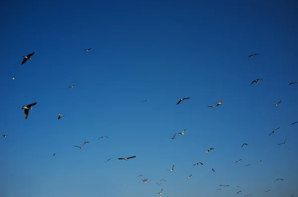 Gökyüzündeki kuş sürüsü — Stok fotoğraf