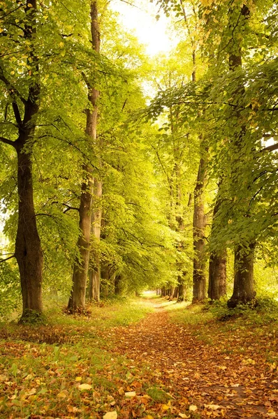 Callejón en un bosque otoñal. — Stockfoto