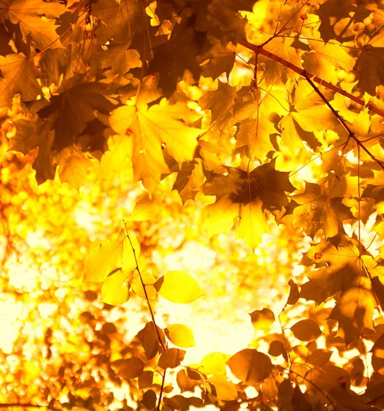 Klon jesiennych liści — Zdjęcie stockowe