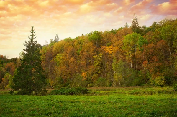 Krásný podzimní les. — Stock fotografie