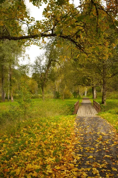 Route dans un parc d'automne . — Photo