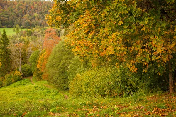 美丽的秋天森林. — 图库照片