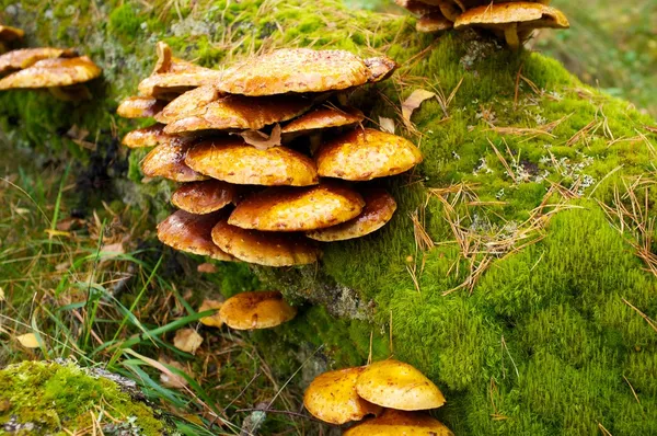 숲에서 성장 하는 많은 버섯. — 스톡 사진