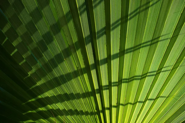 Palm leaf фону . — стокове фото