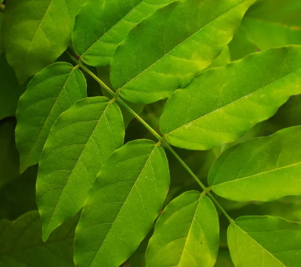 Vackra gröna blad. — Stockfoto