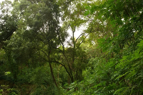 Prachtig tropisch bos. — Stockfoto