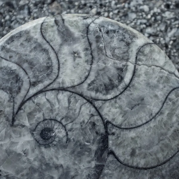 Antika salyangoz kabuğu arka plan — Stok fotoğraf