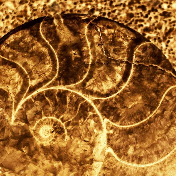 アンティークのカタツムリの殻の背景 — ストック写真