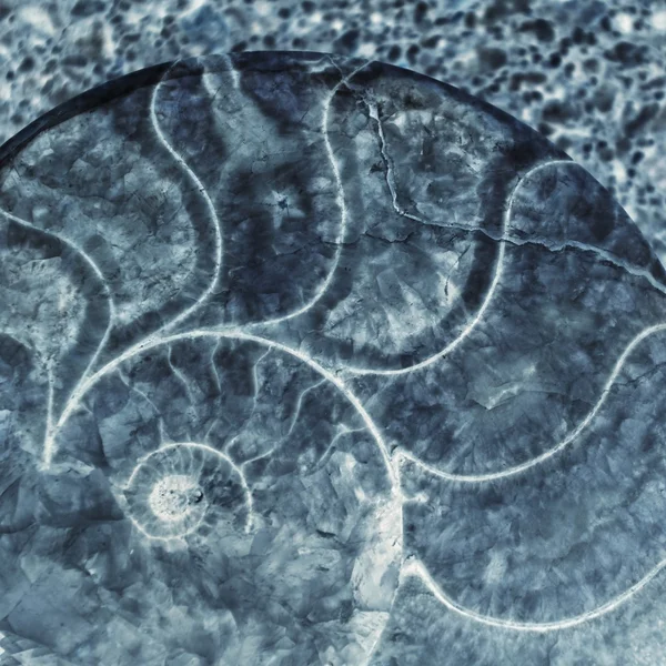 Antika salyangoz kabuğu arka plan — Stok fotoğraf