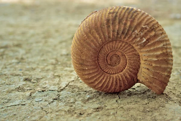 Concha de caracol antigo — Fotografia de Stock
