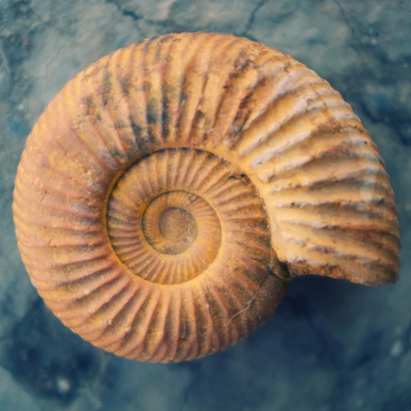 Concha de caracol antigo — Fotografia de Stock