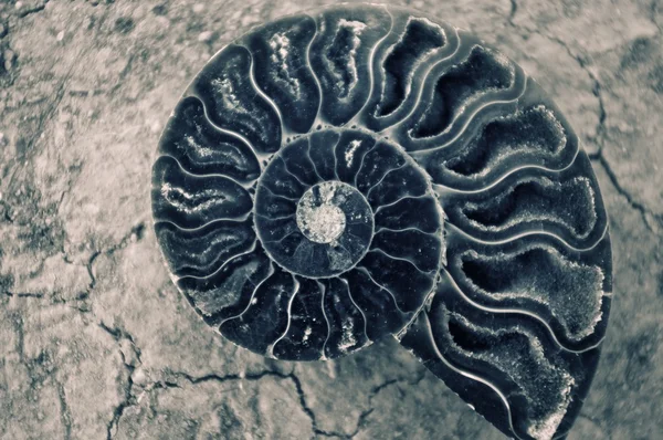 古色古香的蜗牛壳 — 图库照片