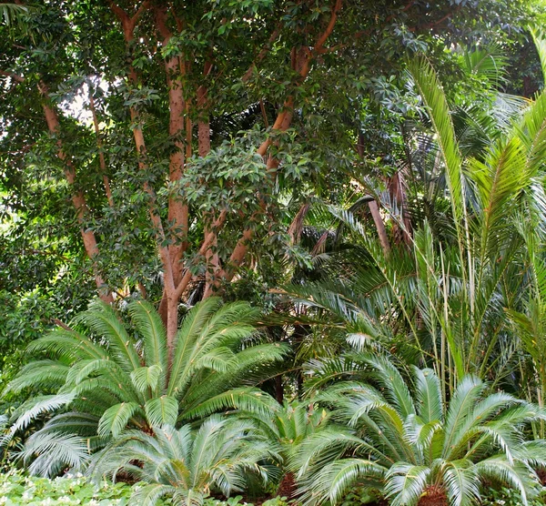 Schöner tropischer Wald — Stockfoto