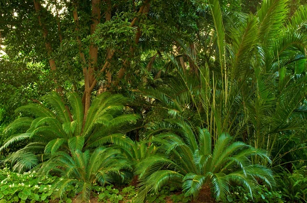 Красивый тропический лес — стоковое фото