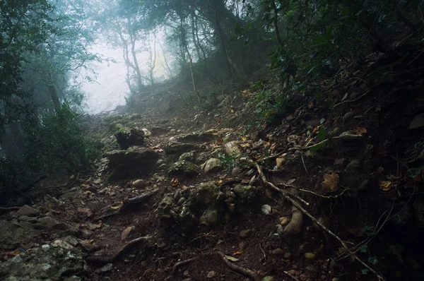 stock image Path through the foresti in mountains