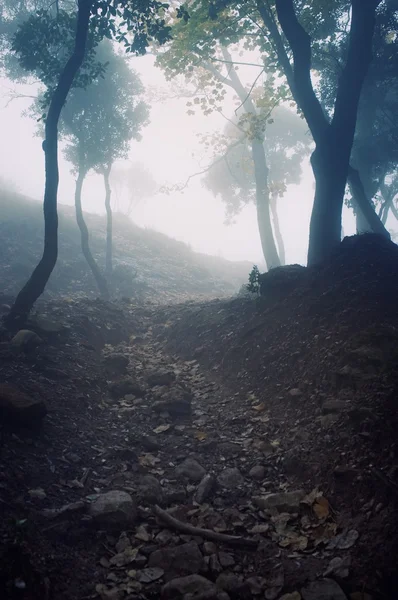 Chemin à travers les forêts dans les montagnes — Photo