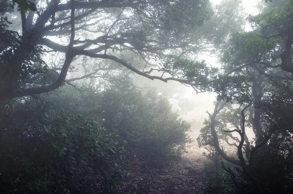 Camino a través de los bosques en las montañas — Foto de Stock