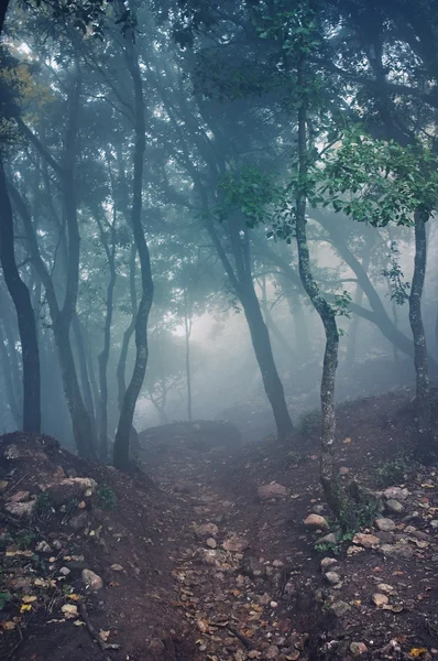 Caminho através da floresta nas montanhas — Fotografia de Stock