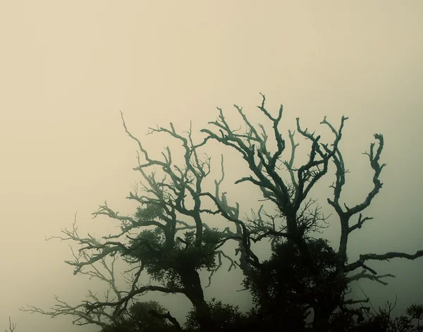 Velha árvore assustadora — Fotografia de Stock