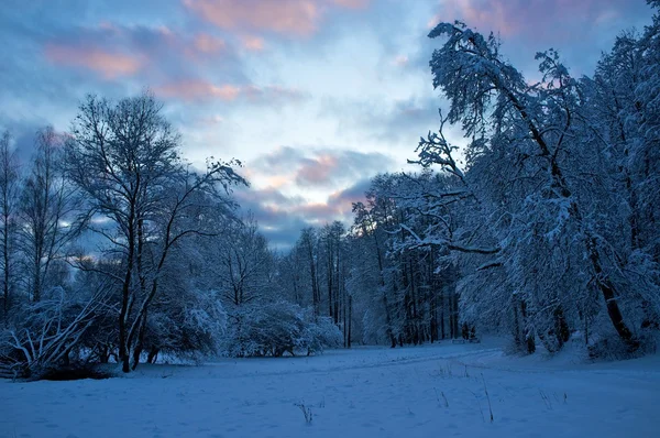 Beau paysage d'hiver. — Photo