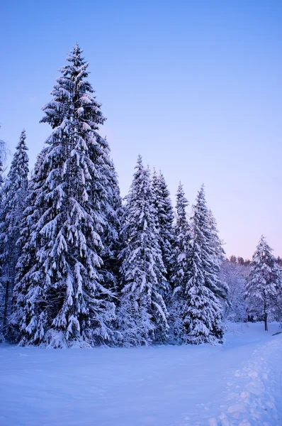 Paesaggio invernale — Foto Stock