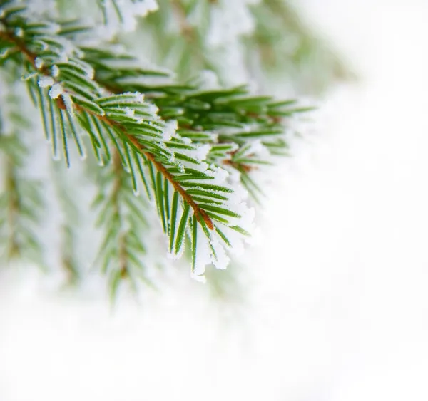 Pine twig — Stockfoto