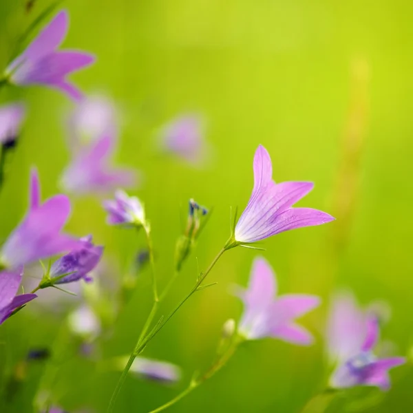 Lila Blüten aus nächster Nähe — Stockfoto