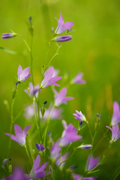 Fialové květy close-up — Stock fotografie